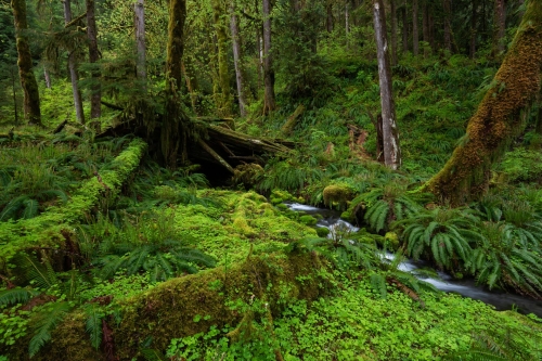 WALD - Frédéric Demeuse - Temperate rainforest